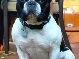 November Frenchie of the Month ~ 4 PAW MEMBERS VOTE ~
