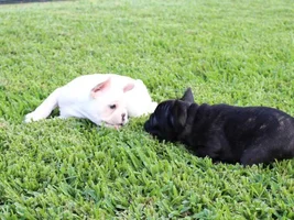 ENTER HERE ~ Frenchie of the Month Contest ~ Summertime Frenchies!!