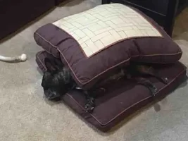 Frenchie sandwich