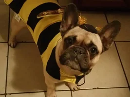 4 Paw Members!!! Please vote for our Frozen Frenchies!