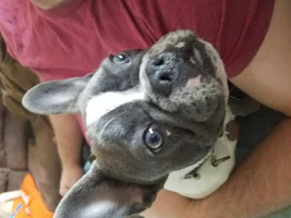 Suspected Dog Flu