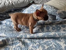 Head/Jaw development