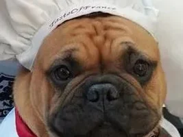 October 2013 Frenchie of the Month Contest ~ENTER HERE~