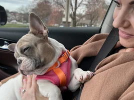 Frenchie dad