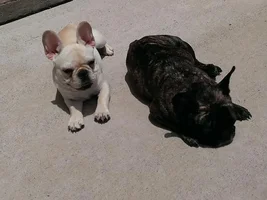 Henri getting big
