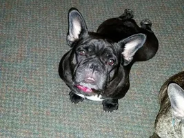 ~Paisley~French Bulldog Available for Adoption in Illinois