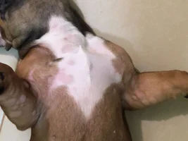 my frenchie puppy first encounter with hives please help !!! 😭🙏🏻