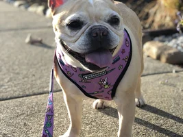 Any senior frenchies?