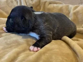 Soon to be owner, puppy development question