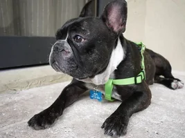 ~Crush~French Bulldog Available for Adoption in Florida