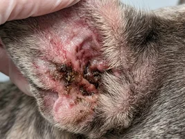 Recurring ear infections in French Bulldogs: what actually helps long-term?
