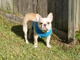 ~Anderson~French Bulldog Available for Adoption in Florida