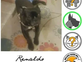 ~Renaldo~French Bulldog Available for Adoption in Washington