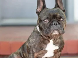 July 2013  Frenchie of the Month Contest ~ENTER HERE~