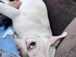 New owner frenchie or mix