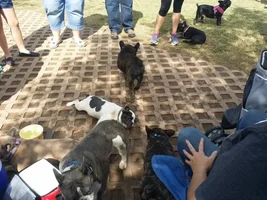 French Bulldog M&G