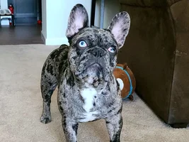 VOTE NOW!!!  Frenchie of the Month ~ May 2020 ~ Favorite Picture