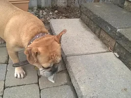 Is my Frenchie too small?