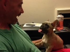 Vote for November 2013 Frenchie of the Month!!!