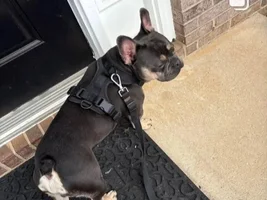 new parent to a almost 2 year old male frenchi