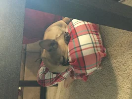The many sleeping positions of my Hugo monster