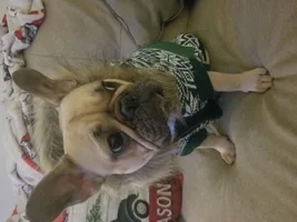 ~ENTER HERE~ January 2019 Frenchie of the Month! ~ FROZEN FRENCHIES ~