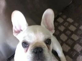 Henri