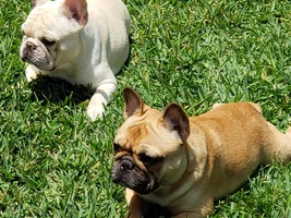4 PAW MEMBERS!!! Please VOTE for your summertime Frenchies!