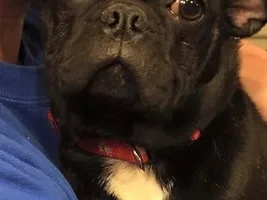 BONNIE & CLYDE ~ French Bulldog/Pug Mix ~ Bonded Pair Available for adoption in Ohio