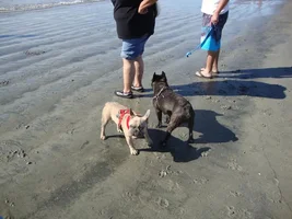Frenchie Meet up group event this weekend Dec 1st