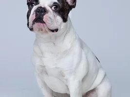 Muffin - sweet bulldog from Russia :)