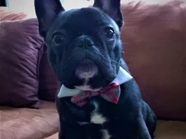 Vinny is all dressed up but nowhere to go...