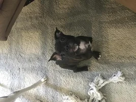 Lazy ears