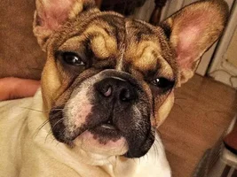 VOTE NOW!! March Frenchie Faces!!!