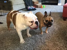4 PAW MEMBERS!!! Please VOTE for your favorite SMILING FRENCHIES!