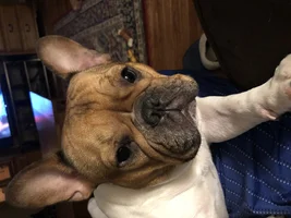 ~ENTER HERE~ March 2019 Frenchie of the Month:  FRENCHIE FACES