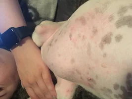 12 week old Frenchie possible allergy?! HELP