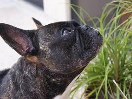 ~Arwen~French Bulldog Available for Adoption in Florida