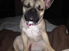 January 2014 Frenchie of the Month Contest ~ENTER HERE~