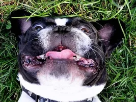 ENTER HERE ~ August 2015 Frenchie of the Month Contest ~ Favorite Frenchie Picture