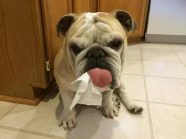 ENTER HERE ~ November Frenchie of the Month ~ Turkey Leg Contest
