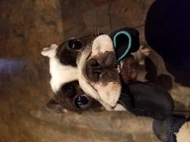 ~ENTER HERE~ *SMILING FRENCHIES* April Frenchie of the Month!