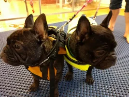 French Bulldog's swimming school