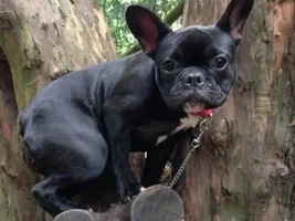 4 Paw Members, Please vote for May Frenchie of the Month!