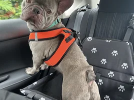 HI EVERYONE!