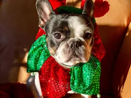 4 PAW MEMBERS!!  Please VOTE for your favorite HOLLY JOLLY FRENCHIES!!!!
