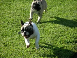Don't forget the piebalds -- pictures please!