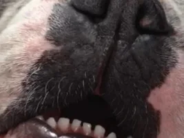 Do Any Of Your French Bulldogs Have Crooked Teeth???