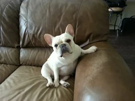 July 2013  Frenchie of the Month Contest ~ENTER HERE~