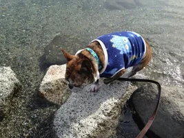 Buster Has Fun At Wallowa Lake Today!